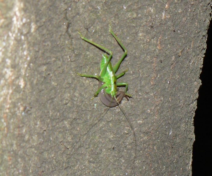 シラカシ_ナメクジを襲うヤブキリ♂幼虫_2021年5月15日19時50分頃 気温21度